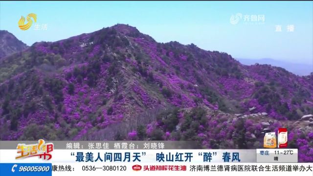 最美人间四月天!栖霞映山红花开满山,跟随镜头欣赏如画美景