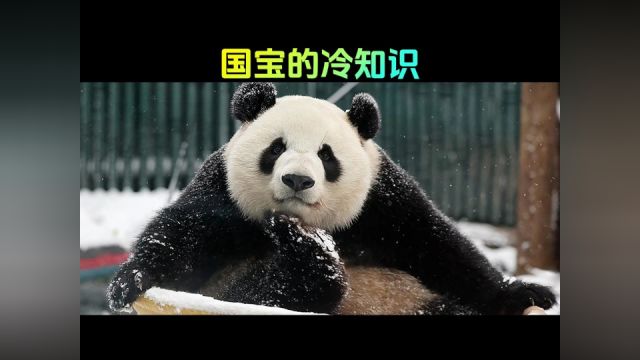 关于国宝大熊猫的一些冷知识,你都知道吗?