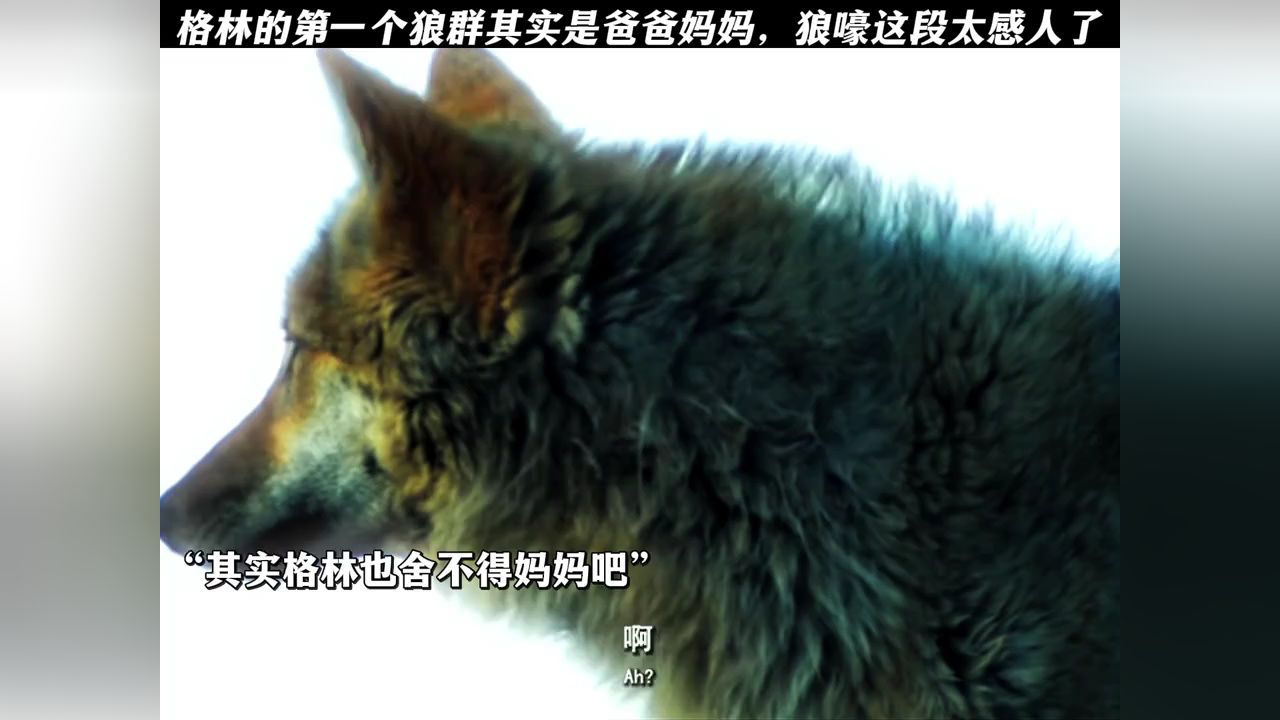 格林的第一个狼群其实是爸爸妈妈吧,狼嚎这段太感人了#重返狼群#重返狼群格林#李微漪_高清1080P在线观看平台_腾讯视频