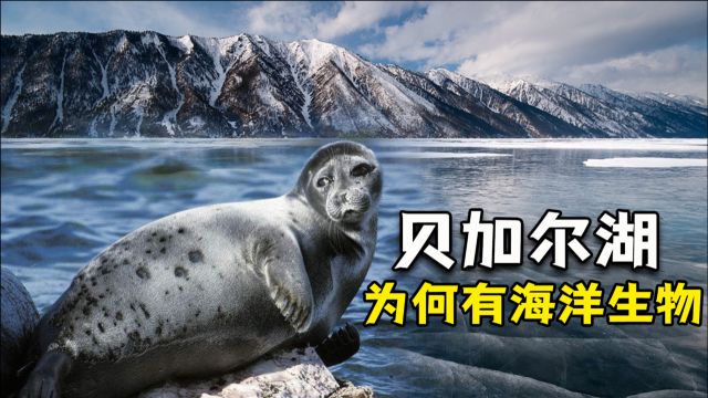 贝加尔湖距海2000多千米,为何湖里却有海洋生物?