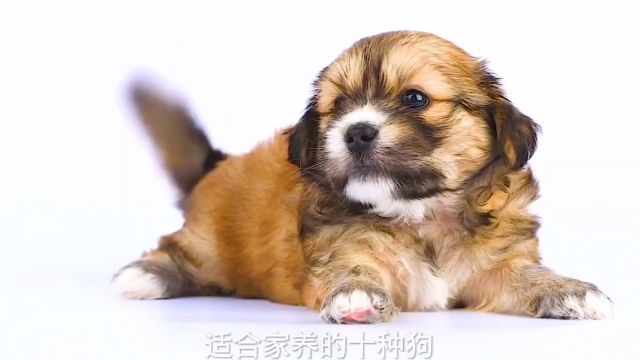 适合家养的十种狗#养狗#宠物犬#