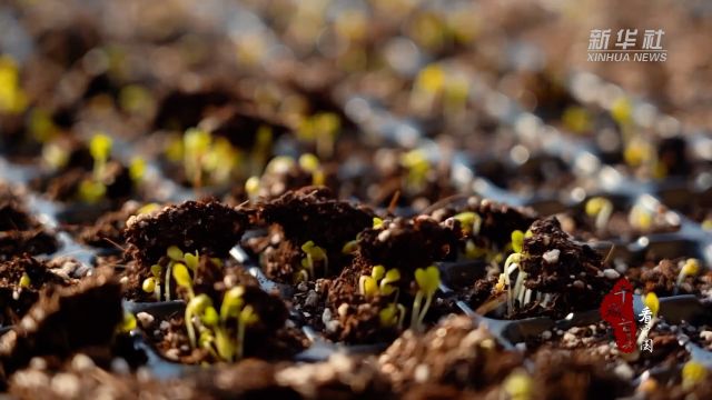 千城百县看中国|河北廊坊:“小种苗”孕育蔬菜大产业