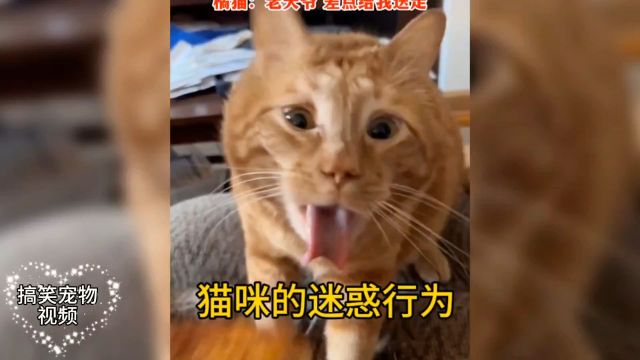 盘点猫咪的迷惑行为,每一个动作都很奇葩