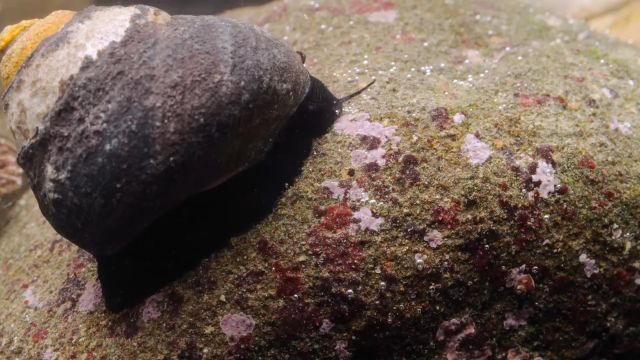 一生都定居的蜗牛,你知道它们是如何进食的吗