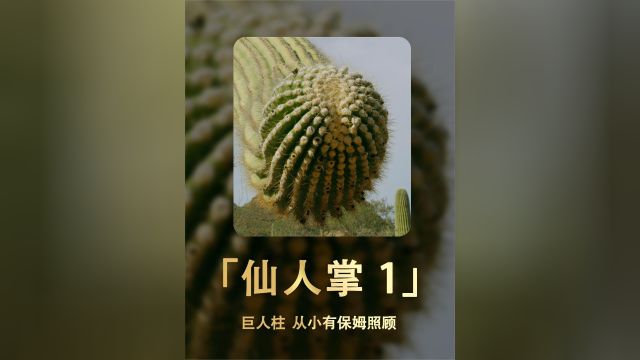 仙人掌,竟然是被保姆看大的!