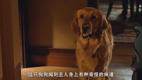 高分催泪电影！一条狗用10年生命，诠释了什么是最长情的告白