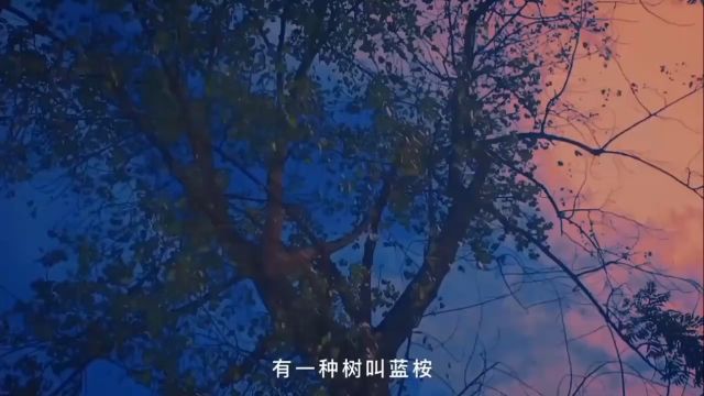 蓝桉的花语是我的温柔只对你一人