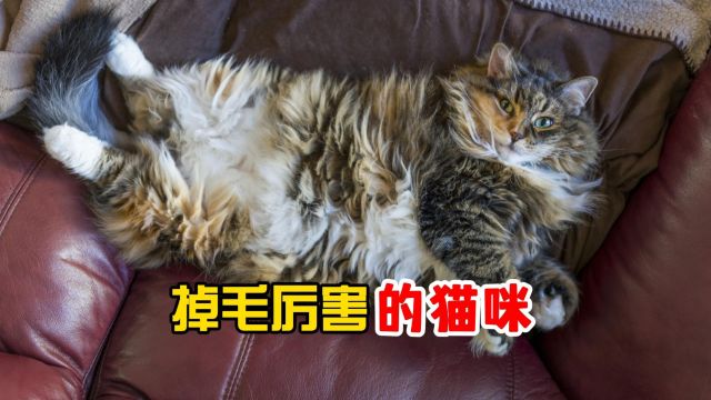 这几种猫咪,掉毛最厉害!