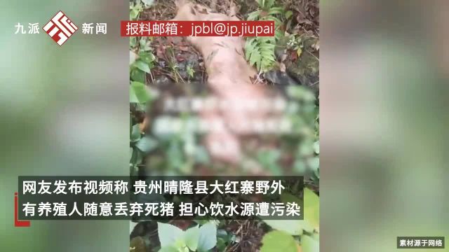 贵州晴隆县野外现死猪尸体,当地回应:情况属实,有关部门已介入