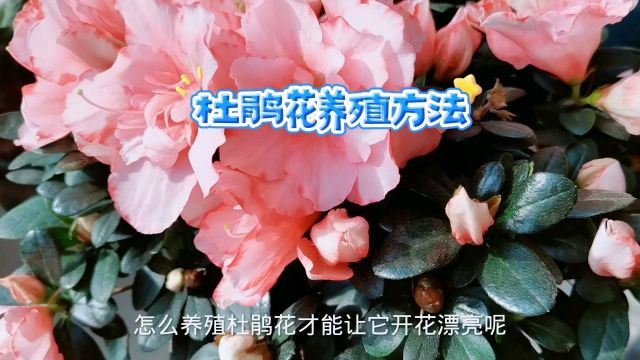 杜鹃花养殖方法,怎么才能开花漂亮