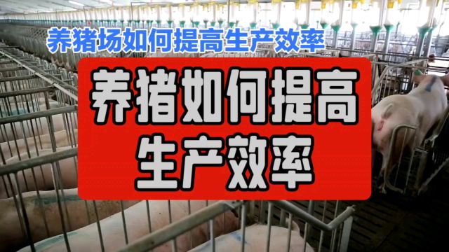 养猪如何提高生产效率 养猪技术 养猪知识 养猪人 养猪 三农养猪