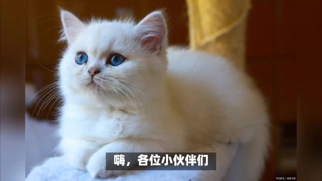 银渐层猫什么样子是纯种的?快来看看纯种银渐层猫的模样长啥样?