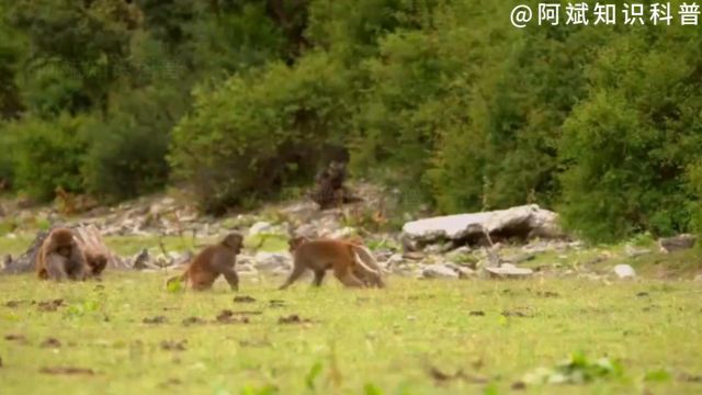 野生动物是如何生存繁衍后代的