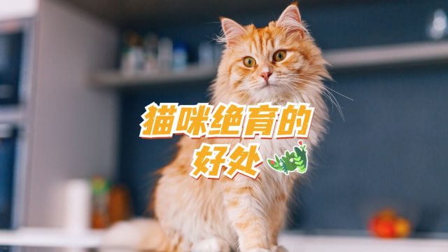 猫咪绝育的好处,你知道几个呢?