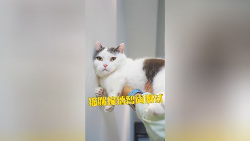 你们演我？该傻的猫不傻，该聪明的不聪明！_高清1080P在线观看平台_腾讯视频