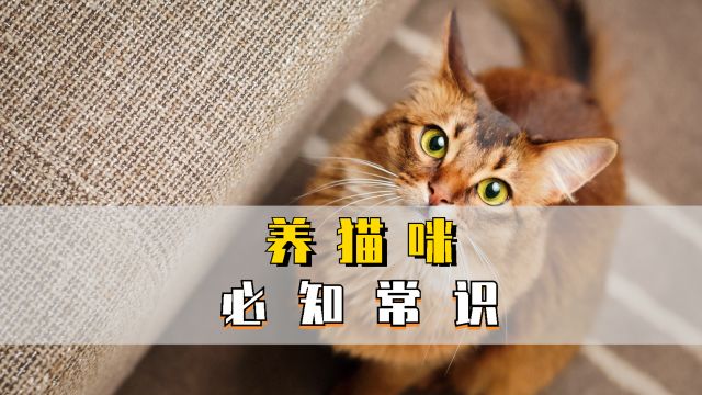 新手养猫咪,必知常识有哪些?