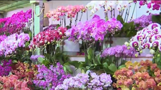 年宵花销售火爆“马卡龙色”蝴蝶兰成龙年春节“新宠”