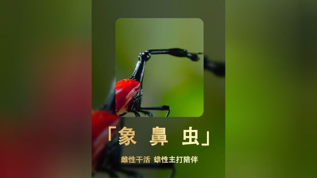 让99%的男人都羡慕的昆虫:雌性干活,雄性喊加油!