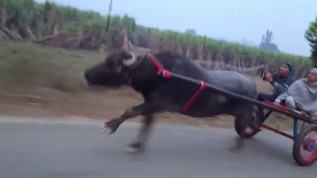 全速奔跑的马车,搭载单缸或者双缸发动机,百公里油耗一捆草动力检测站汽车解压