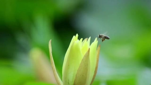 明阅!上海阴雨霸屏!中泰互免签证!过年前不能拔牙?1招轻松拆米袋!看电视也能健身的3个动作!