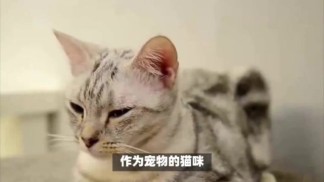 什么情况下的猫咪会炸毛?原来导致猫咪炸毛的原因这么多!