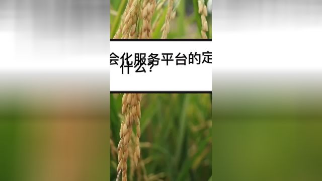 关于中国农业社会化服务平台的专业解答,它来啦!