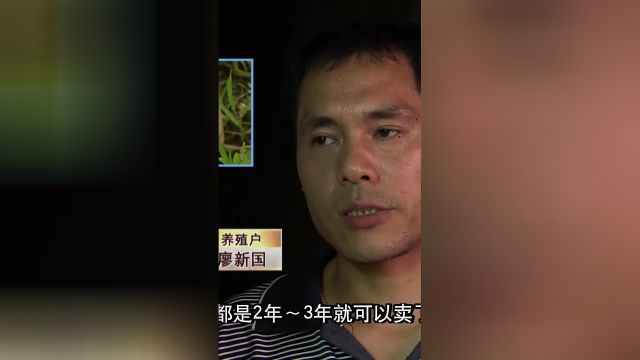 养蛇,经济效益如何呢?养殖户大哥告诉您!