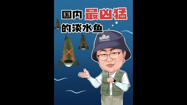 国内最凶猛的淡水鱼,你见过几种?