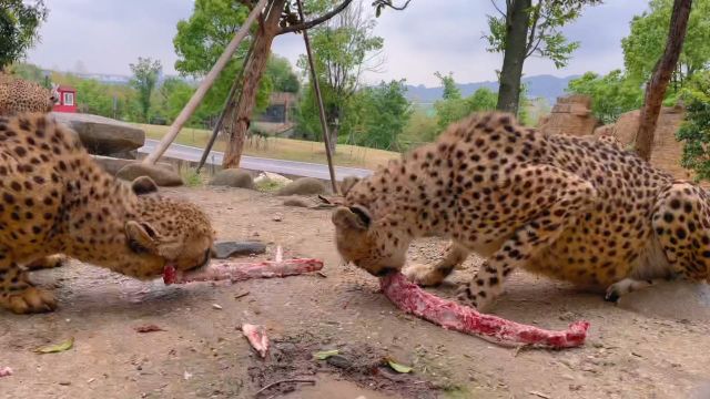 观察猎豹采食