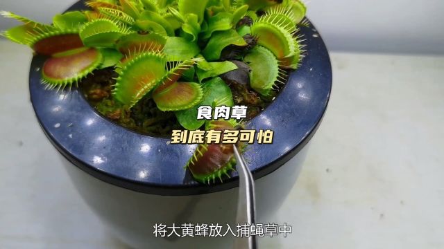 食肉草到底有多可怕?