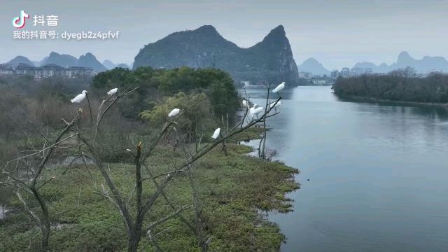 桂林漓江斗鸡山流域惊现猛禽白颈鸦驱赶白鹭罕见场景