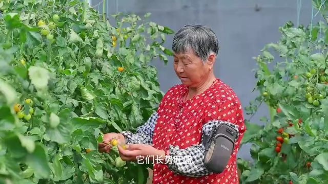 青岛胶州市铺集镇胶河源农场:科学种植 助农丰收