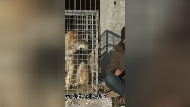 为给中国争一口气,决定养狼,他能成功吗?