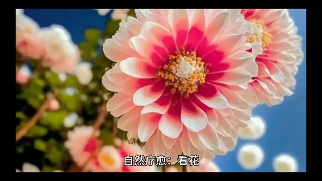 #静心看世界 #看花#发现醉美时光