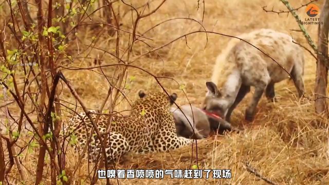 非洲鬣主任抢夺花豹的猎物