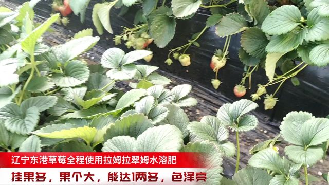 水溶肥厂家辽宁东港草莓使用拉姆拉翠姆水溶肥,挂果多,果个大,能达1两多,色泽亮