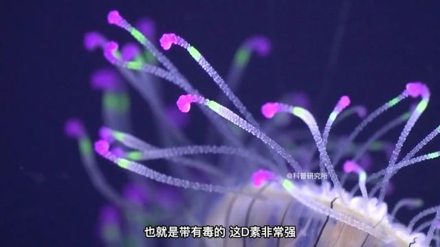 梦幻又好看的十大海洋生物,最后一种非常罕见三 海洋 海洋生物