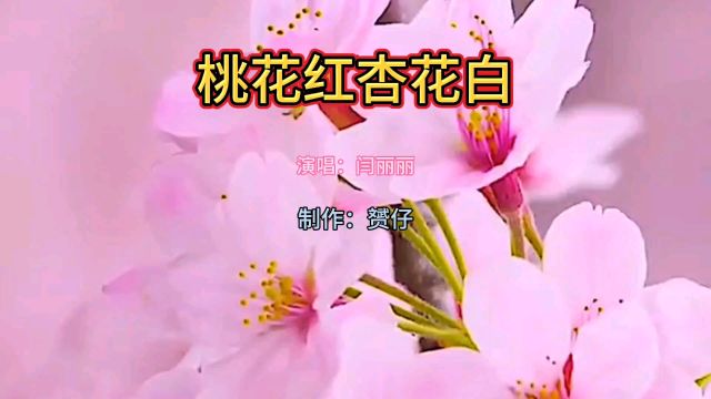 这首《桃花红杏花白》深情好听,歌词优美,听痴了