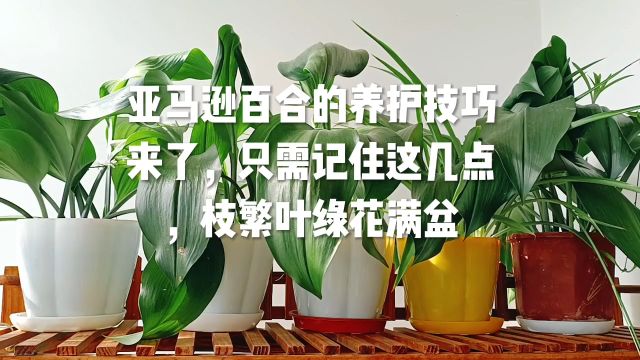 亚马逊百合的养护技巧来了,只需记住这几点,枝繁叶绿花满盆