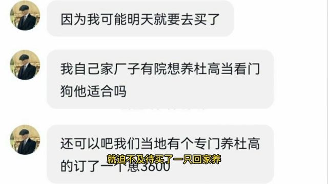 智商在线且身形敏捷的顶级狩猎犬,阿根廷死神,他的强大你想象不到粮