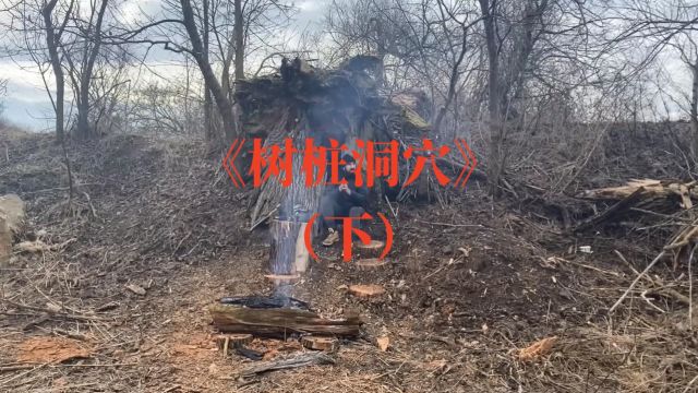 《树桩洞穴》下:一盏龟甲灯、一杯苦荞茶,荒野生活瞬间变样