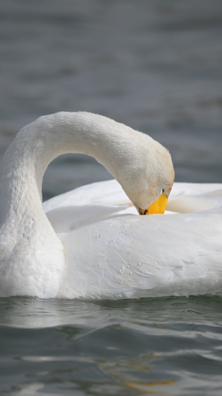 库尔勒杜鹃河里的大天鹅