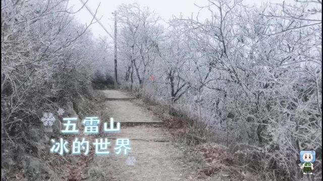 舟山下雪了 来五雷山打卡“冰的世界”