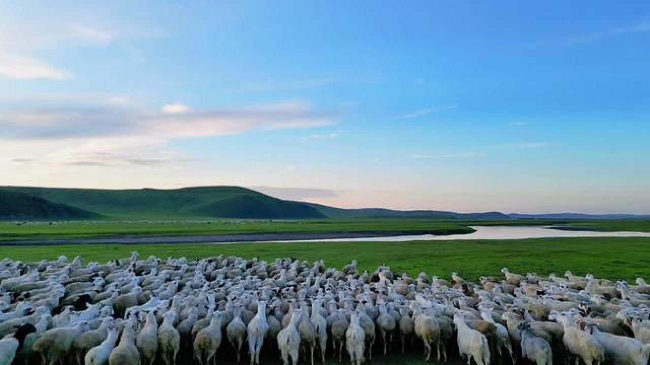 睡不着的快来数羊!#呼伦贝尔 #羊群 #呼伦贝尔大草原