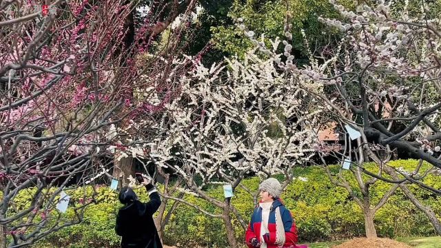 梅开春之韵,来静安雕塑公园感受春天的气息