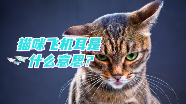 猫咪飞机耳就是生气吗?不一定哦!