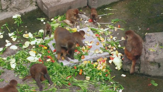 昆明动物园:猴猫和谐共生的真实故事