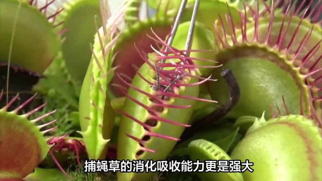 捕蝇草:令人着迷的食虫植物,酷似贝壳的捕虫夹,诱惑着昆虫靠近