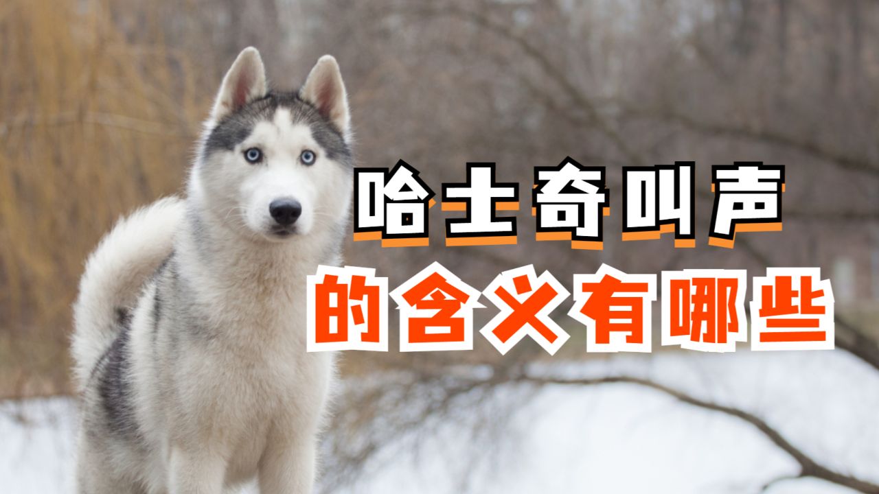哈士奇的这些叫声,你都知道有什么含义吗?