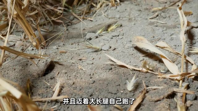 野燕麦植物科普纪录片解说